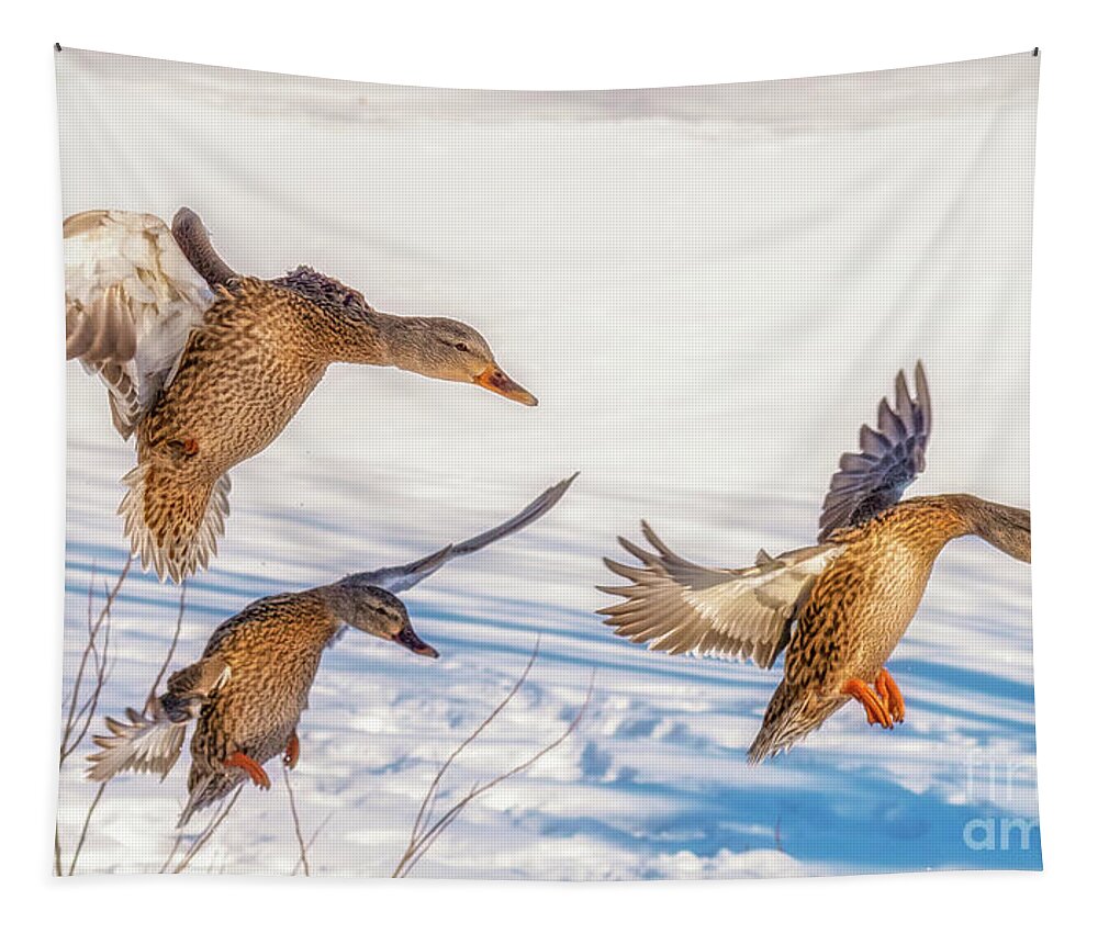 Geese Tapestry featuring the photograph Three Geese Landing by Lorraine Cosgrove