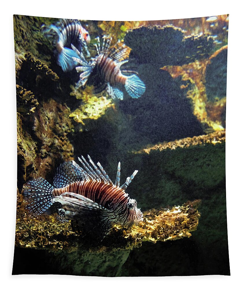 Fish Tapestry featuring the photograph Three Lion Fish Swimming by Flees Photos