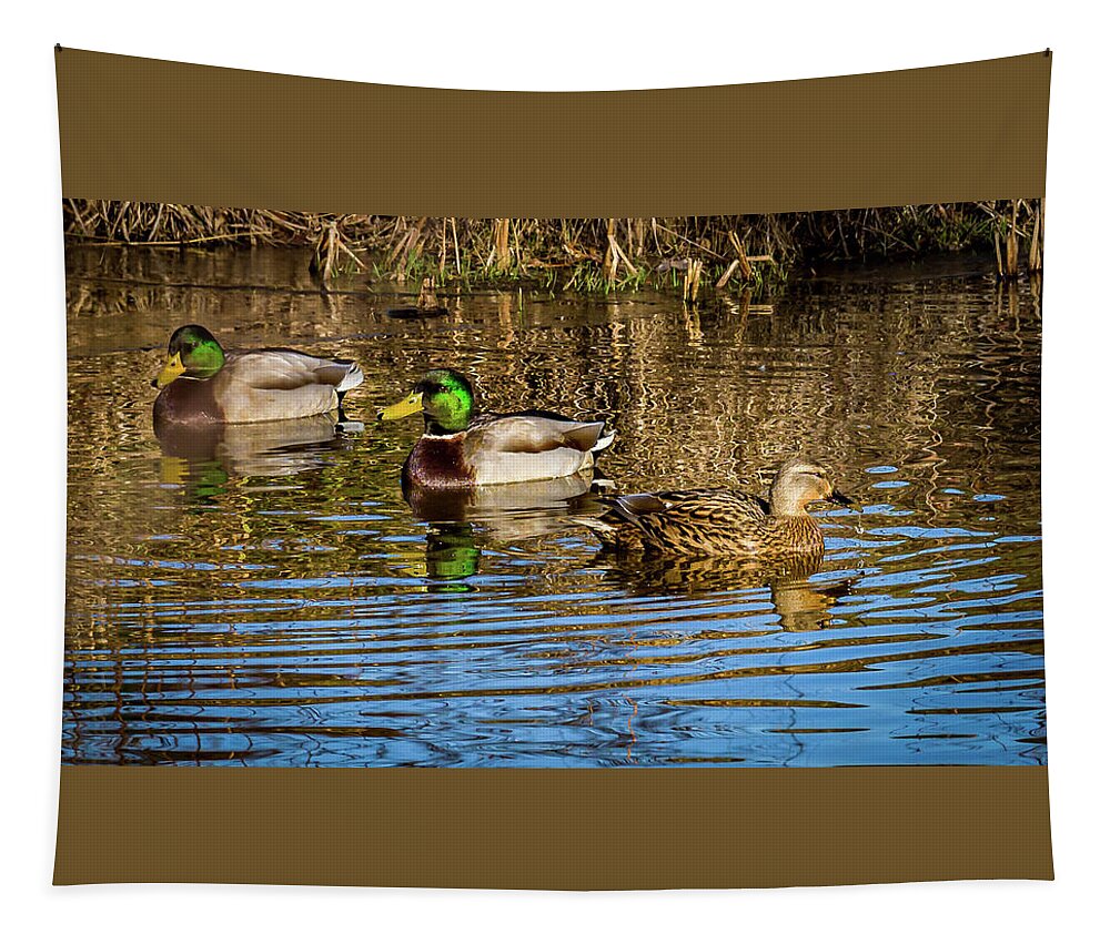 Birds Tapestry featuring the photograph Three Mallard ducks chilling out by Louis Dallara