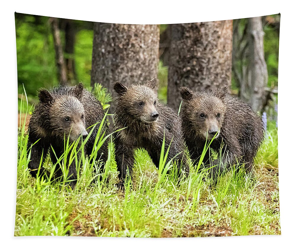 Grizzly Tapestry featuring the photograph Three of Four of Grizzly 399's Cubs by Belinda Greb