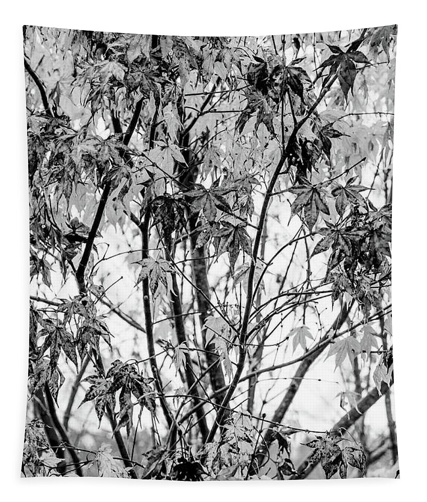 Carolina Tapestry featuring the photograph Through the Autumn Leaves Black and White by Debra and Dave Vanderlaan