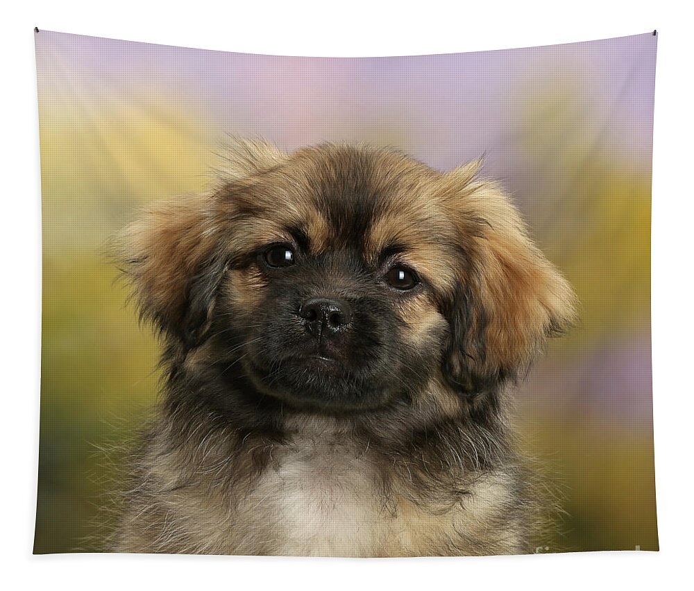 Tibetan Spaniel Tapestry featuring the photograph Tibetan Spaniel Portrait by Warren Photographic