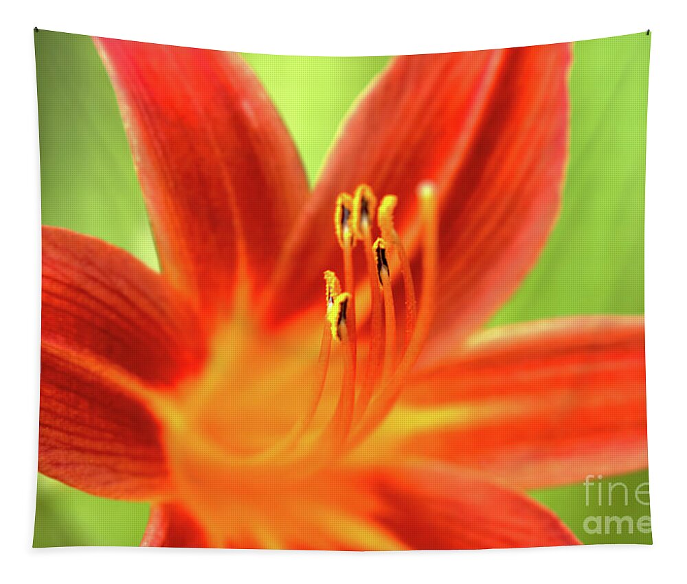 Flower Tapestry featuring the photograph Tiger Bright Lillie by Stephen Melia