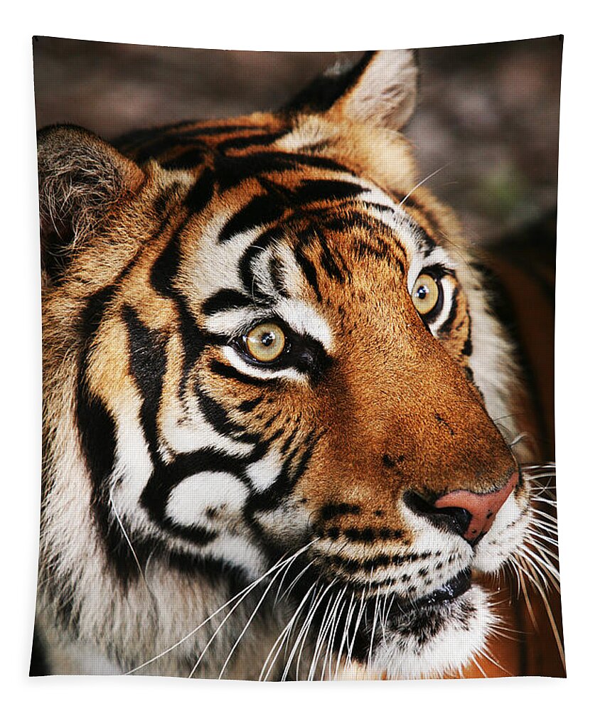 Tiger Tapestry featuring the photograph Tiger Headshot by Brad Barton