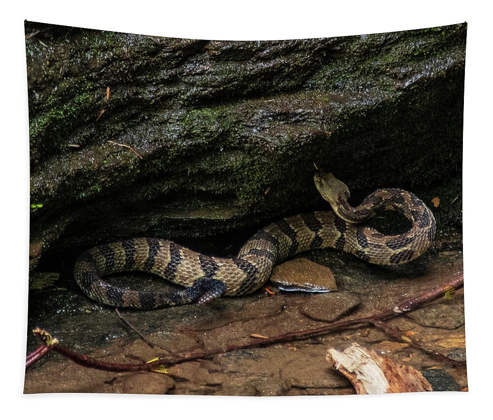 Brevard Tapestry featuring the photograph Timber Rattler by Melissa Southern