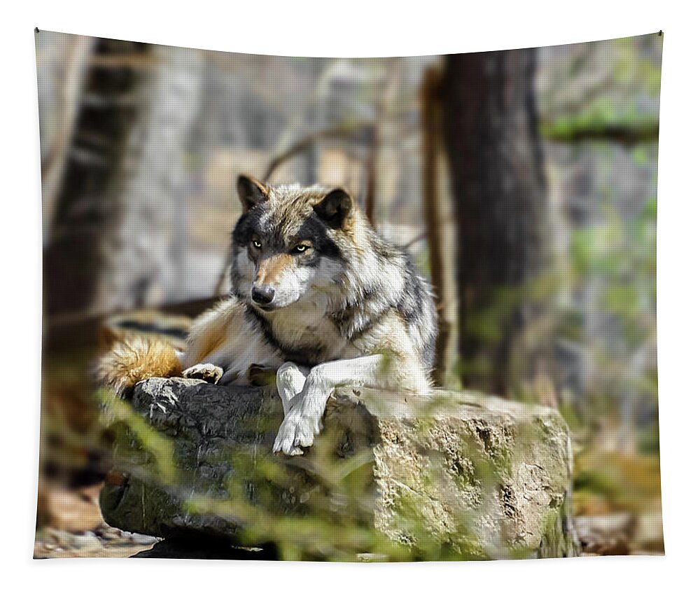 Canine Tapestry featuring the photograph Timber Wolf Portrait by Anthony Sacco