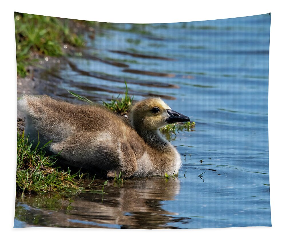 Gosling Tapestry featuring the photograph Time For A Swim by Cathy Kovarik