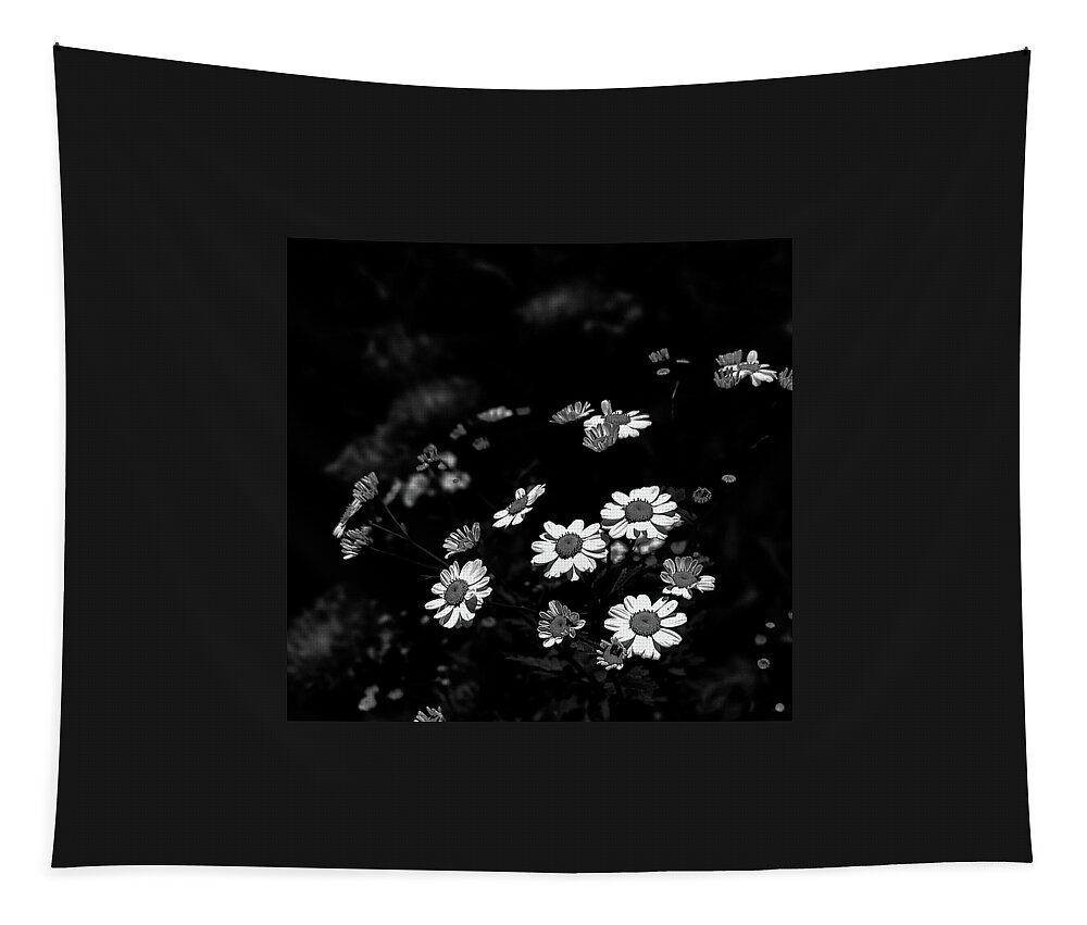 Art Tapestry featuring the photograph Tiny Daisies Black and White by Joan Han