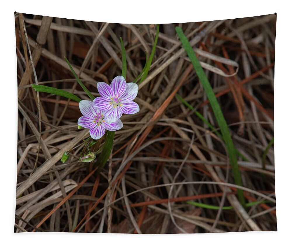 Bloom Tapestry featuring the photograph Tiny Spring Beauty Blossoms by Karen Rispin