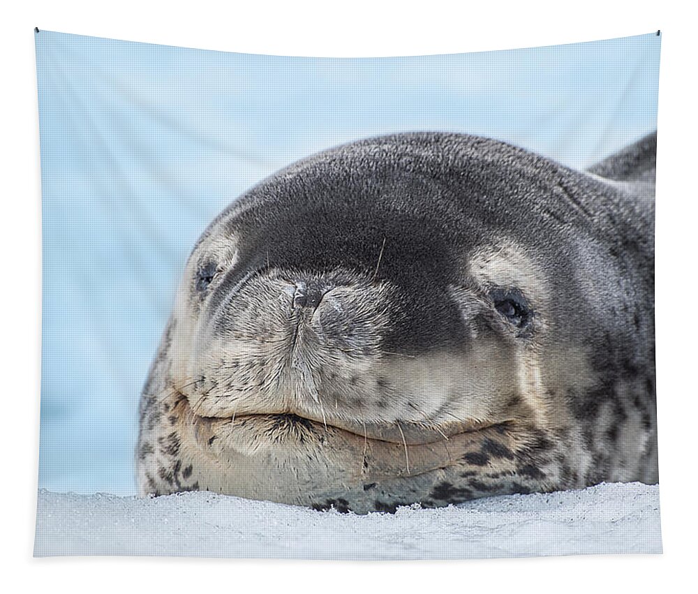 Seal Tapestry featuring the photograph Tired Leopard Seal by Linda Villers