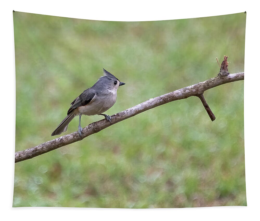 Nature Tapestry featuring the photograph Titmouse-1 by John Kirkland