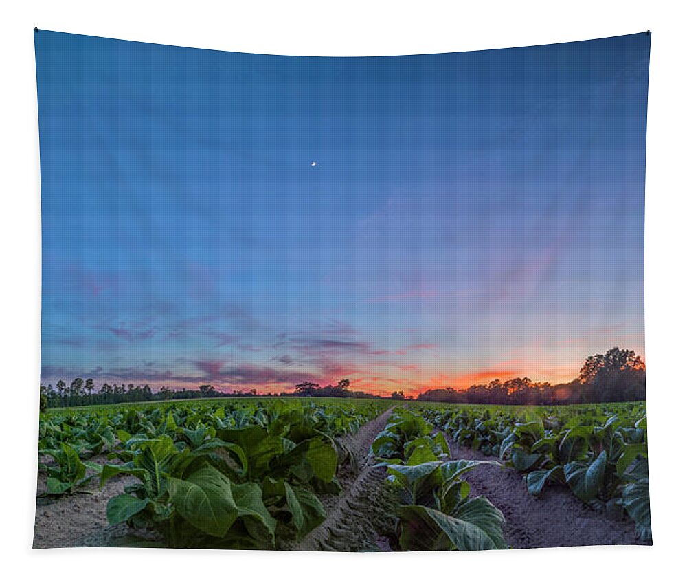 Sunset Tapestry featuring the photograph Tobacco Sunset by Melissa Southern
