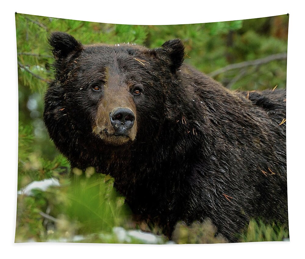 Grizzly Bear Tapestry featuring the photograph Too Close For Comfort by Yeates Photography