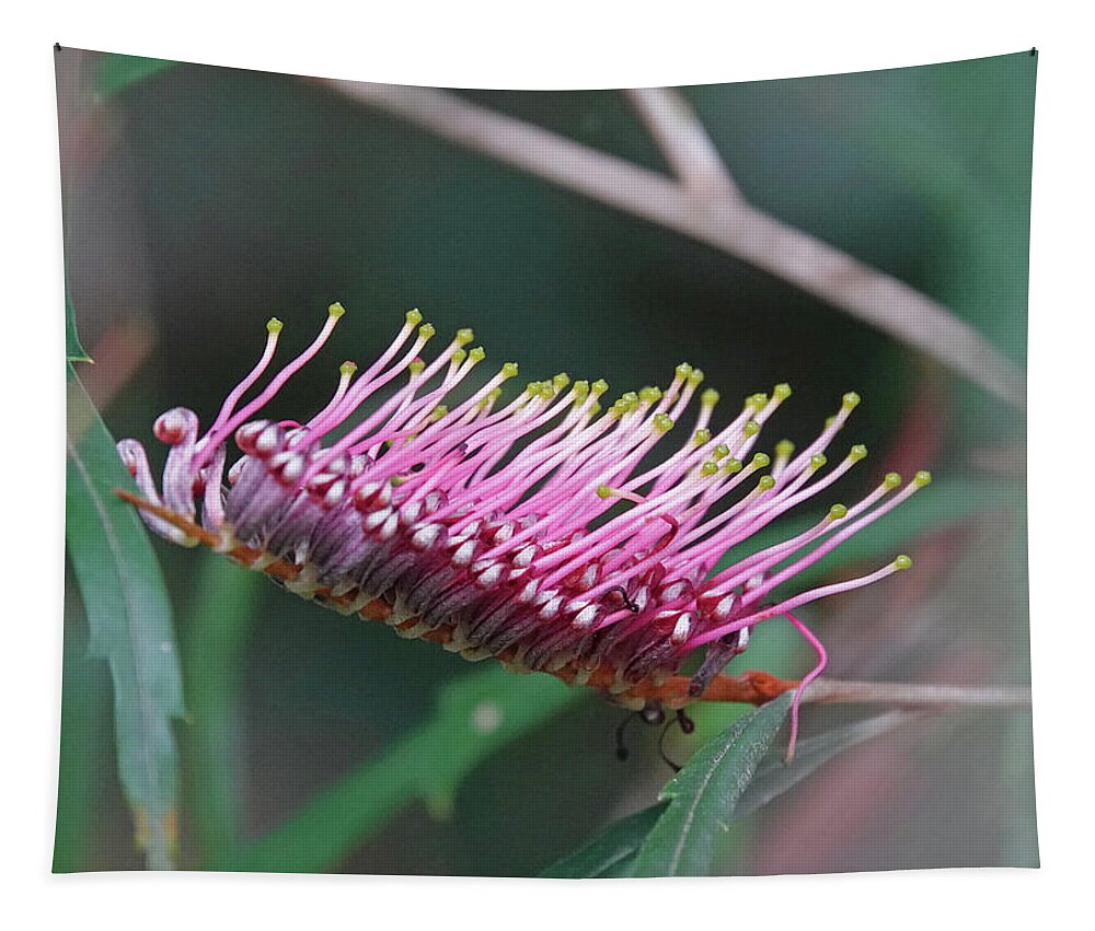 Grevillea Tapestry featuring the photograph Toothbrush Grevillea Flower by Maryse Jansen