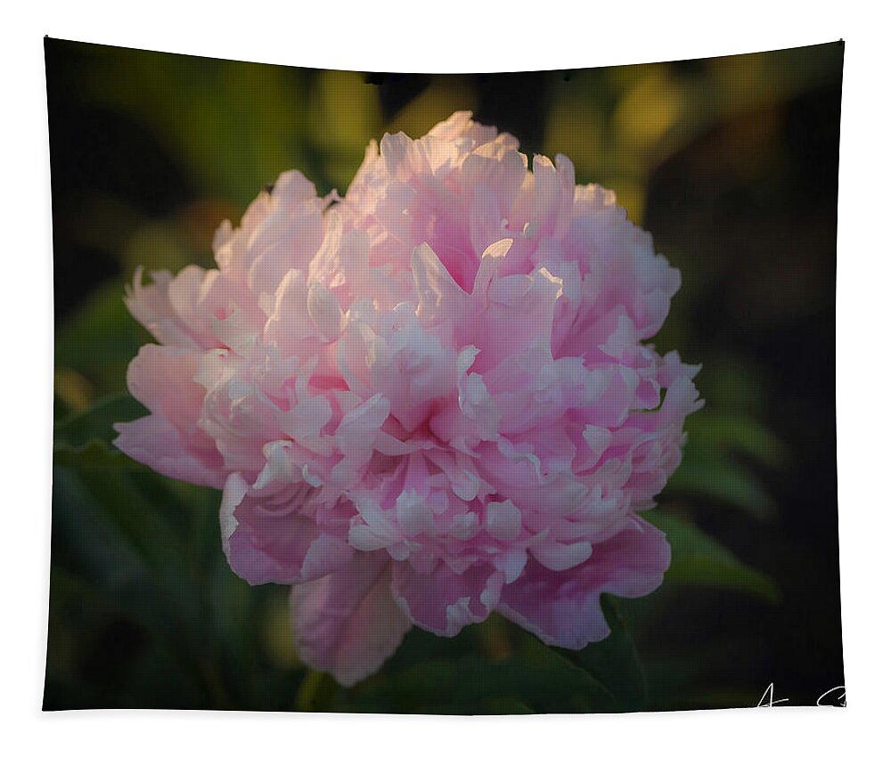 Peony Tapestry featuring the photograph Touch of Sun by Andrea Platt