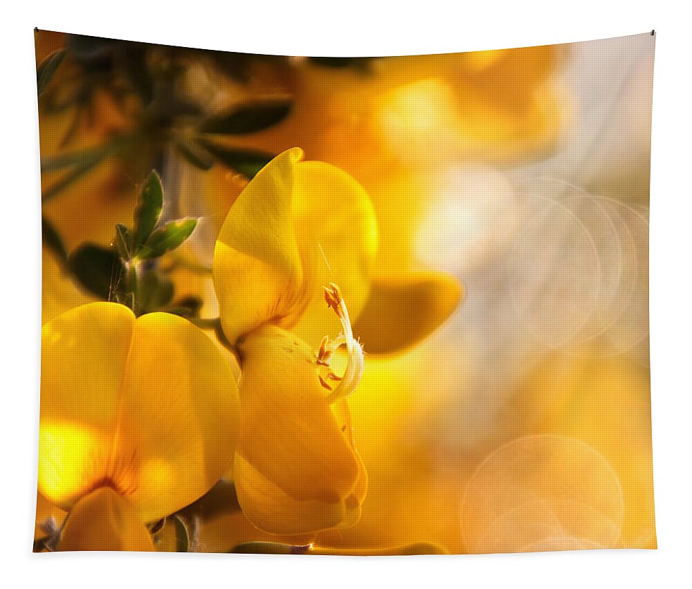 Cytisus Tapestry featuring the photograph Touch of sun by Jaroslav Buna