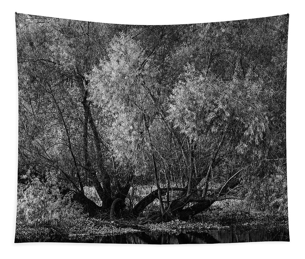 B&w Tapestry featuring the photograph Tree At New Horseshoe Lake by Mike Schaffner