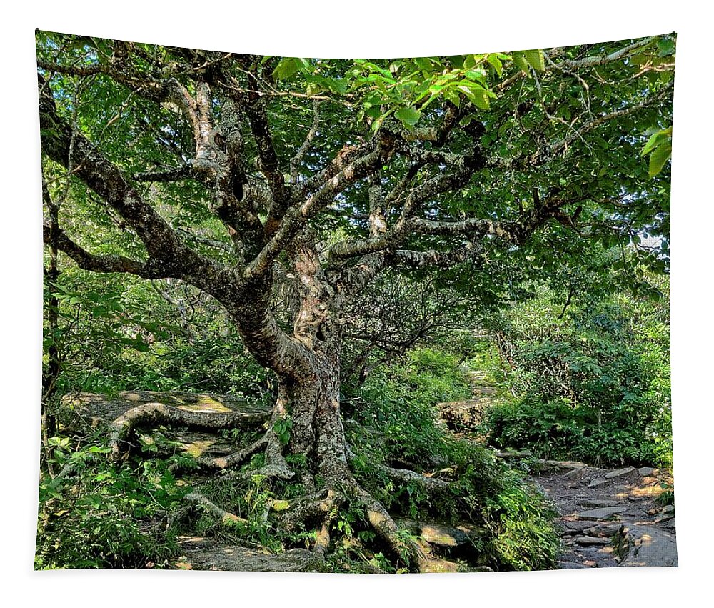 Tree Tapestry featuring the photograph Tree of Wonder by Allen Nice-Webb