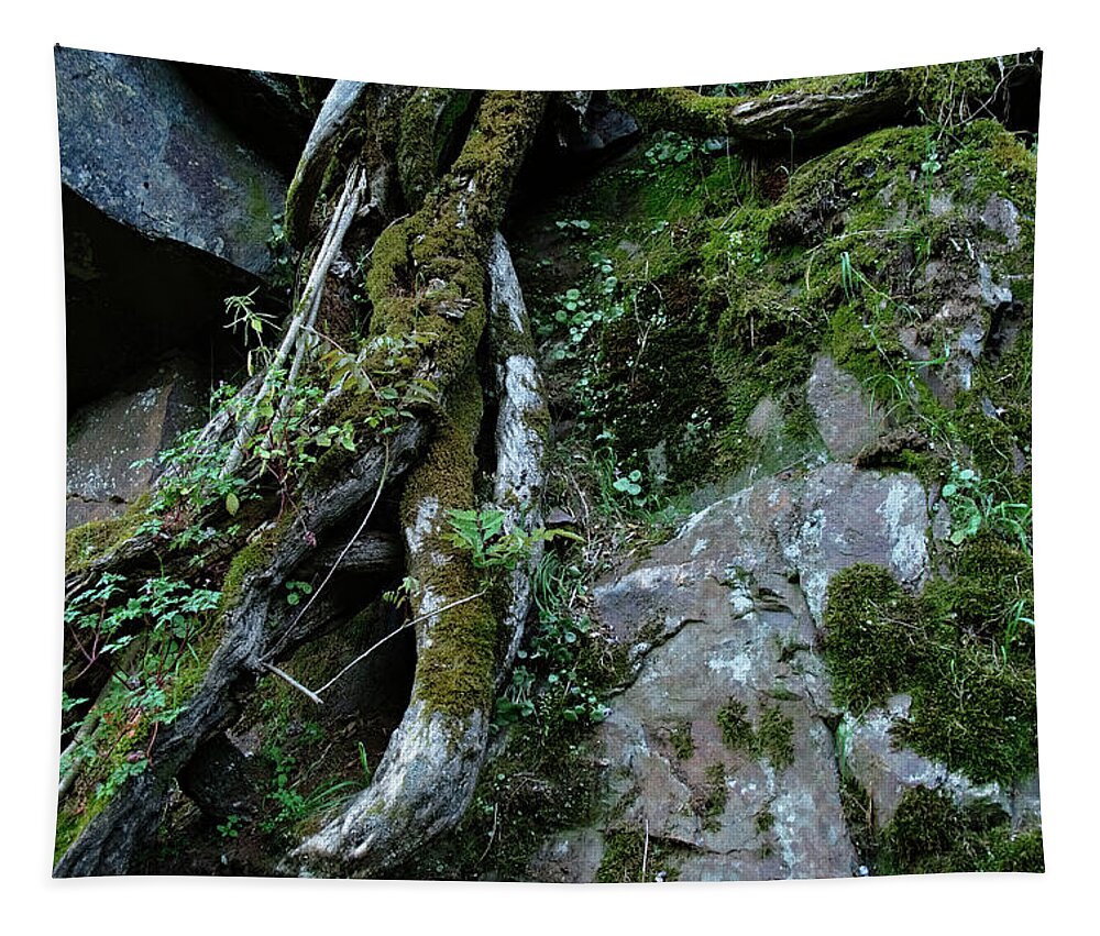 Roots Tapestry featuring the photograph Tree Roots Embracing Stone by Angelo DeVal