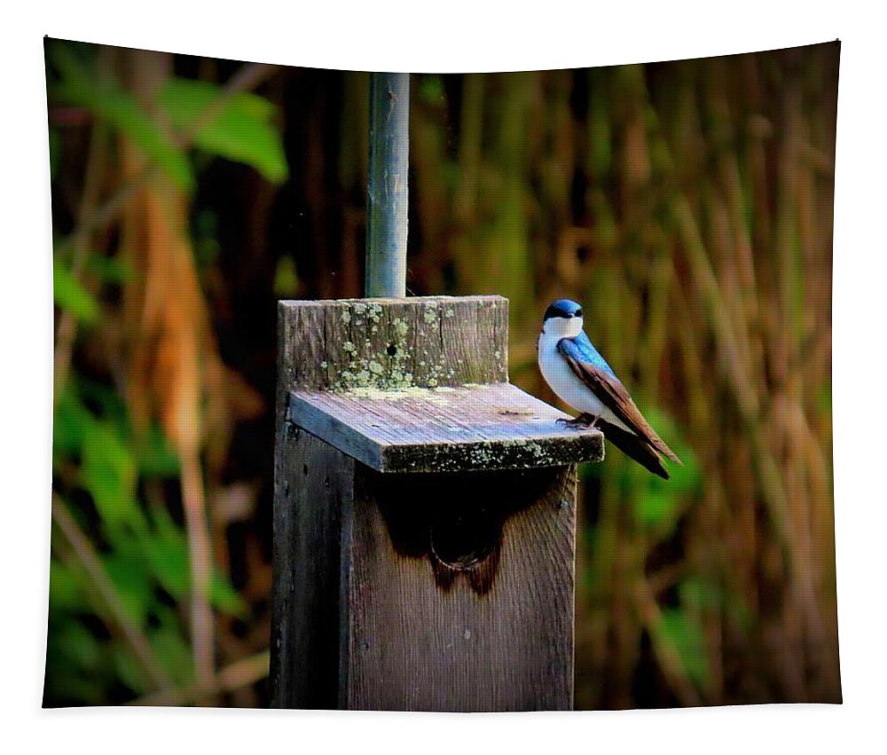 Birds Tapestry featuring the photograph Tree Swallow on Nesting Box in Spring by Linda Stern