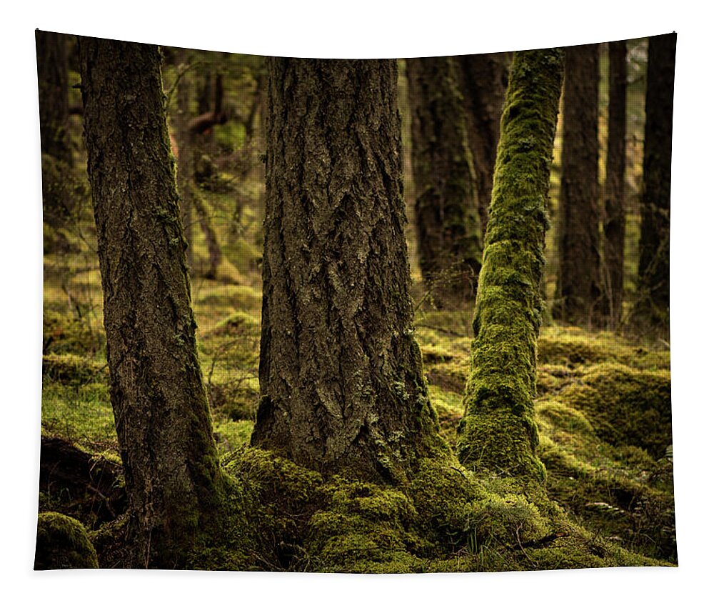 Trees Tapestry featuring the photograph Tree Trunks with Moss by Naomi Maya