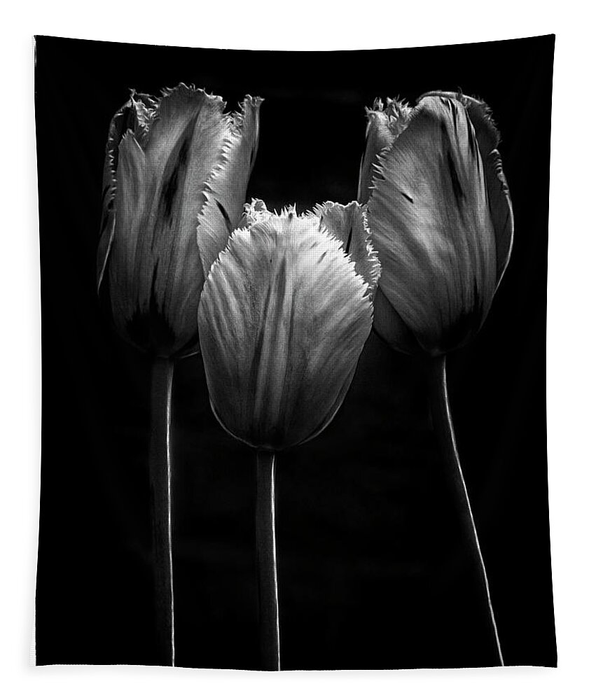 Tree Trio Tulips Strong Contrast Effective Black White Flowers Stylish Beautiful Delightful Pretty Exquisite Gorgeous Expressive Close Up Romantic Poetic Creative Minimalist Minimalism Impressions Attractive Charming Inspiration Singular Fabulous Fantastic Delicate Gentle Bold Mono Contemporary Impressive Stunning Elegant Tender Touching Passion Expressionistic Interpretative Evocative Romance Simplicity Togetherness Together Associative Spiritual Happy Aesthetic Idyllic Meaningful Sentimental Tapestry featuring the photograph TRIO TOGETHENESS-TREE Characters by Tatiana Bogracheva