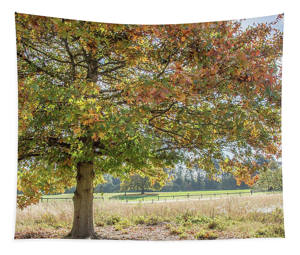 Trent Park Tapestry featuring the photograph Trent Park Trees Fall 18 by Edmund Peston