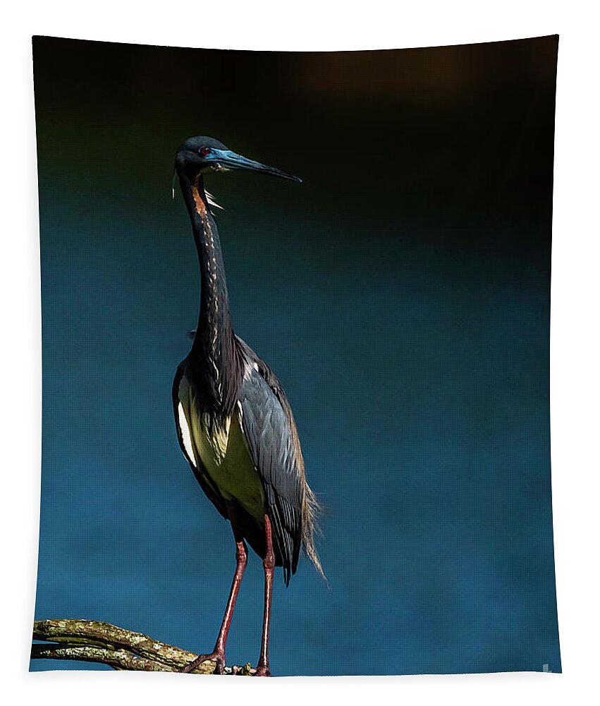 Heron Tapestry featuring the photograph Tricolored Day by Marvin Spates