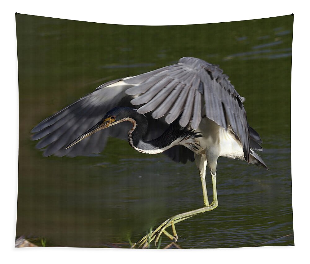 Tricolored Heron Tapestry featuring the photograph Tricolored Heron in Flight by Mingming Jiang