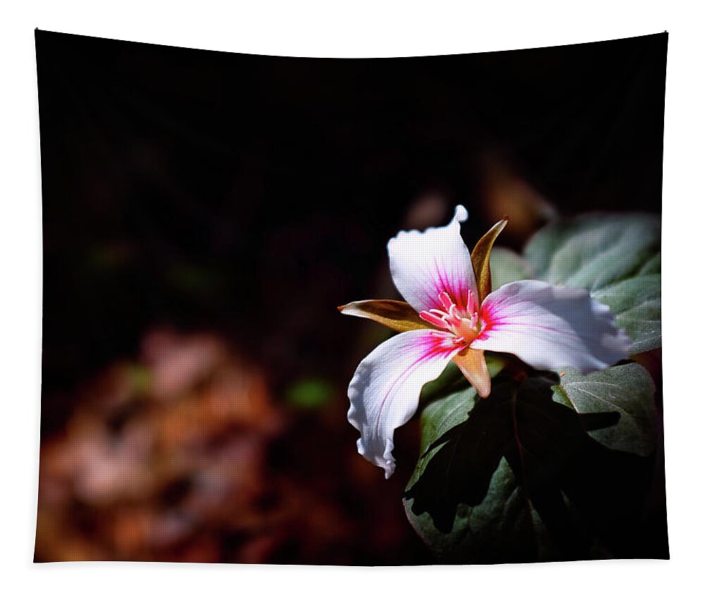 New Hampshire Tapestry featuring the photograph Trillium Light by Jeff Sinon