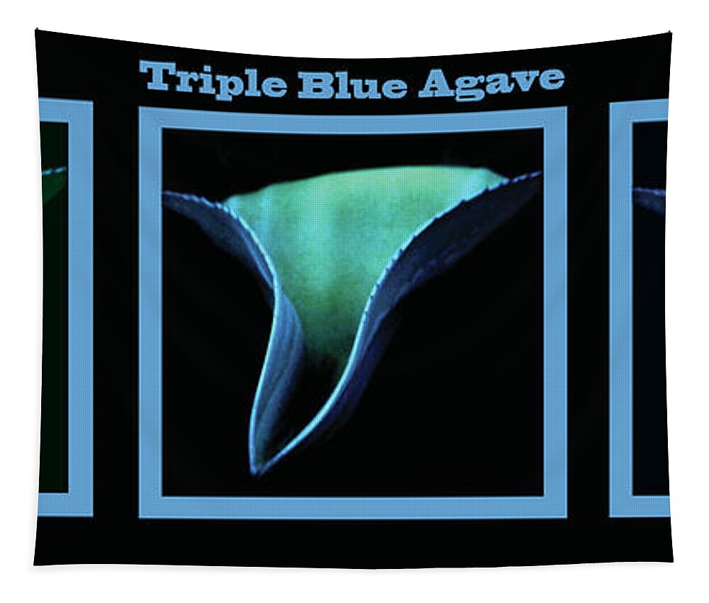 Blue Tapestry featuring the photograph Triple Blue Agave by Heather Kirk