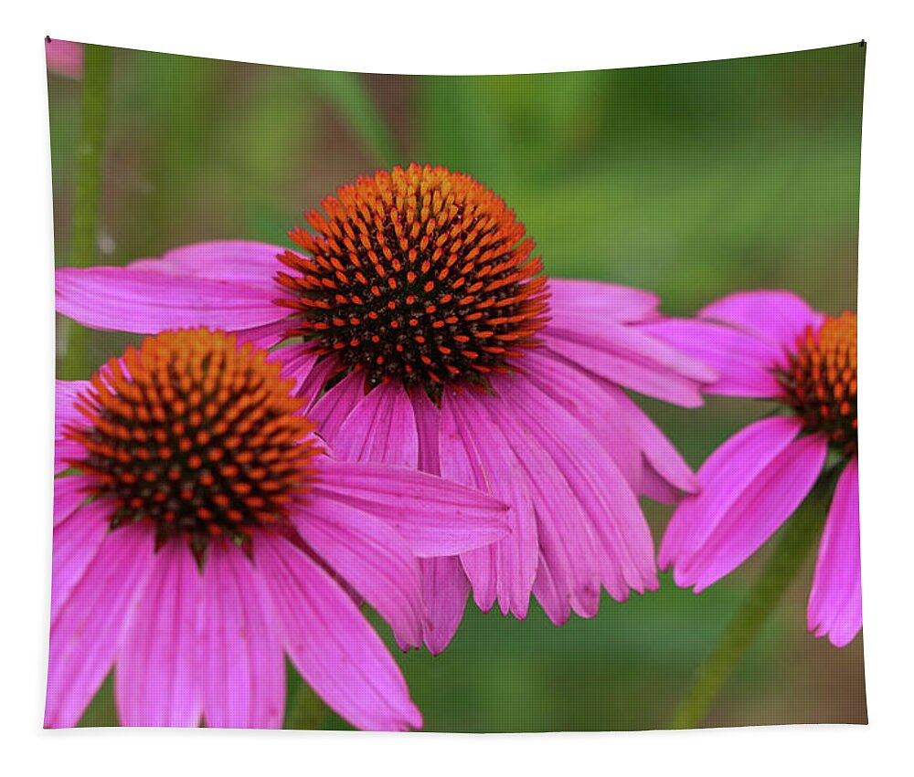 Coneflower Tapestry featuring the photograph Triple Threat by Mary Anne Delgado