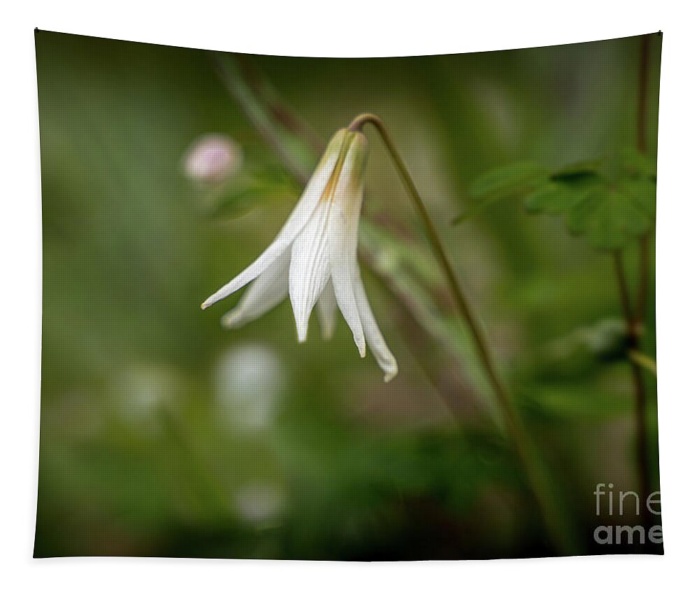 Flower Tapestry featuring the photograph Trout Lily 1 by Bill Frische