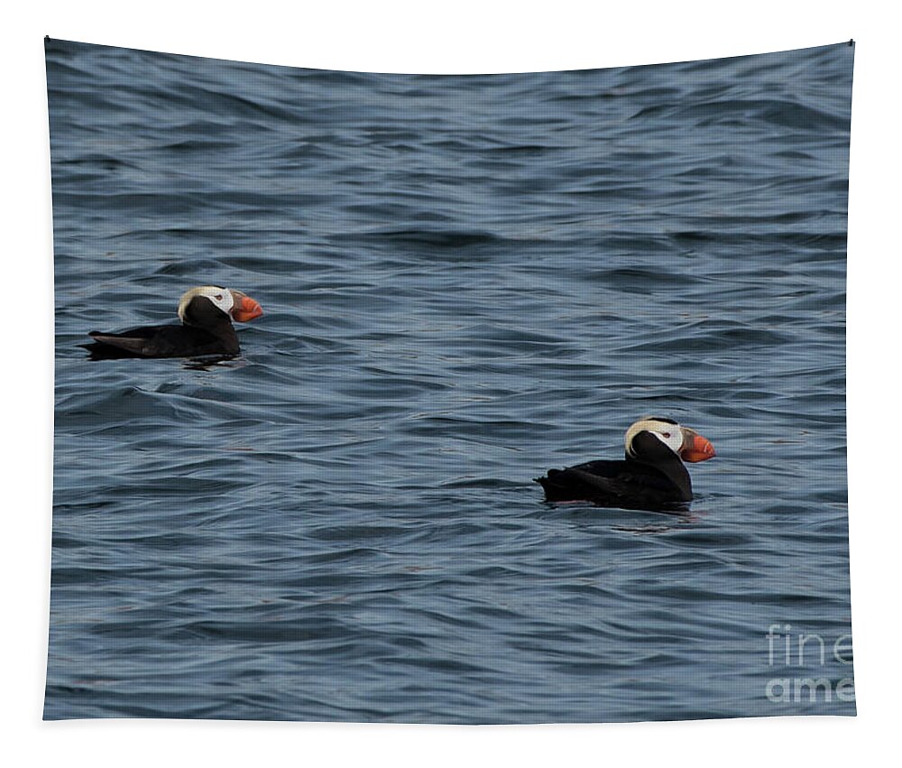 Fratercula Cirrhata Tapestry featuring the photograph Tufted Puffins in the Salish Sea by Nancy Gleason