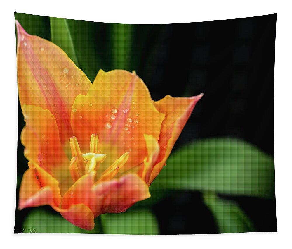 Flowers Tapestry featuring the photograph Tulip by David Lee