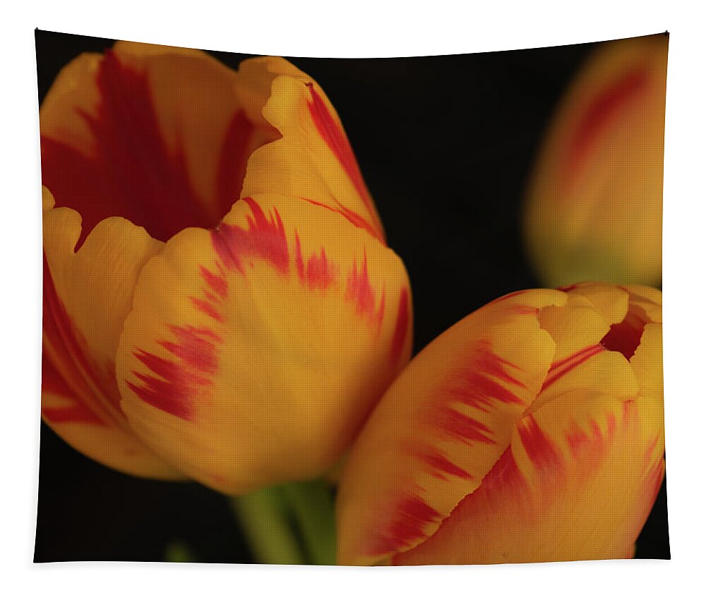 Tulips Tapestry featuring the photograph Tulip Trio by Vicky Edgerly
