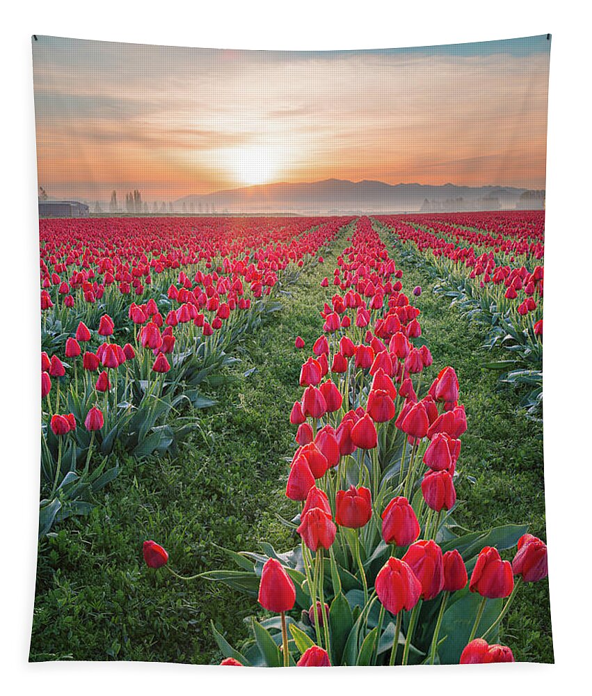 Tulips Tapestry featuring the photograph Tulips at Sunrise by Michael Rauwolf