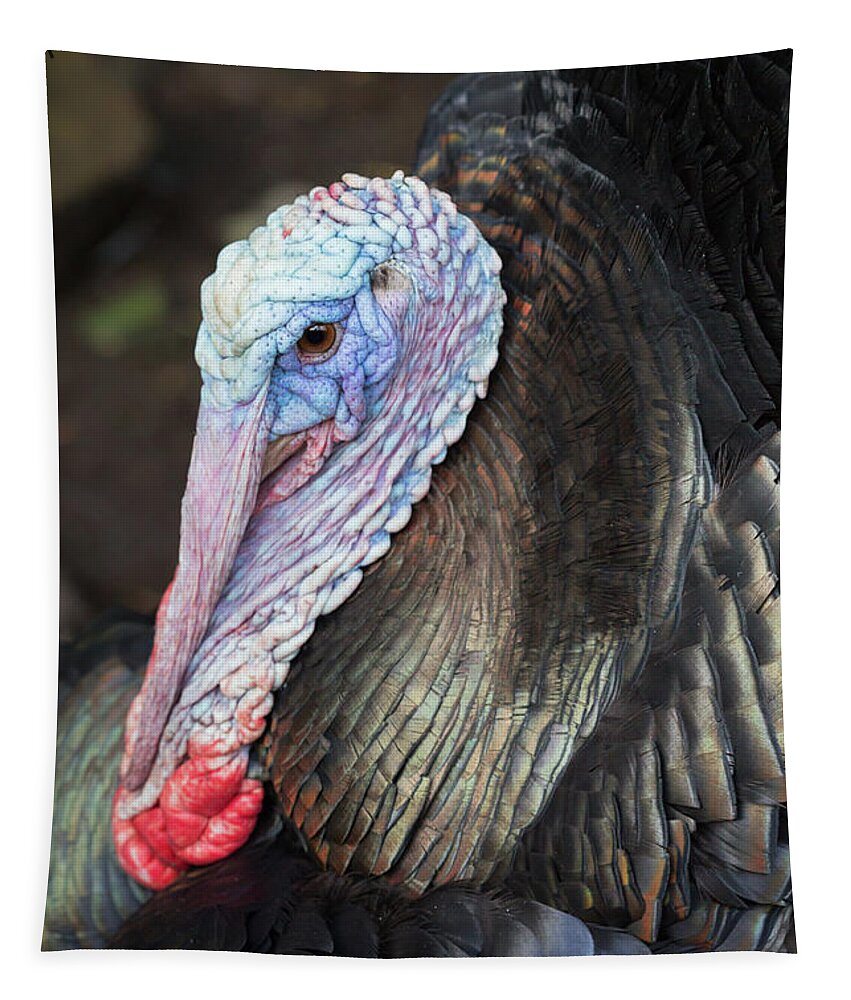 Animal Tapestry featuring the photograph Turkey by Anita Nicholson