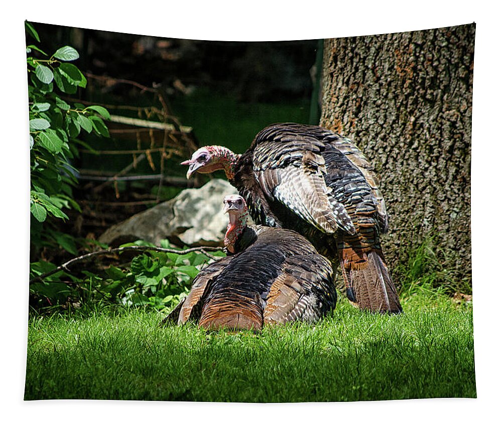 Wild Tapestry featuring the photograph Pair of Wild Turkeys by Steven Nelson