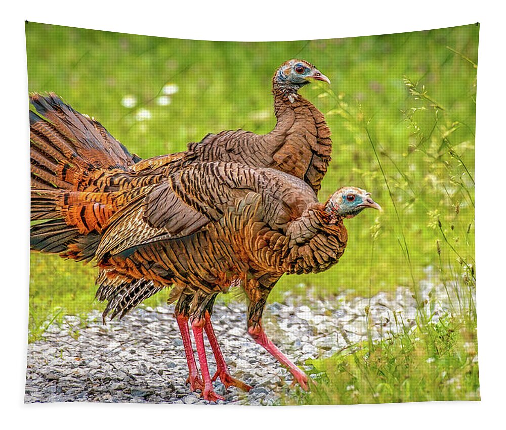 Cades Cove Tapestry featuring the photograph Turkey Talk by Marcy Wielfaert