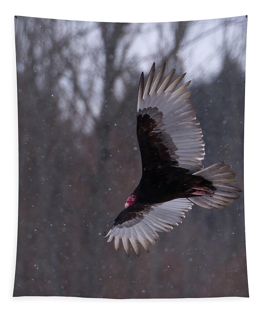 Turkey Tapestry featuring the photograph Turkey Vulture Flys in Snow by Flinn Hackett