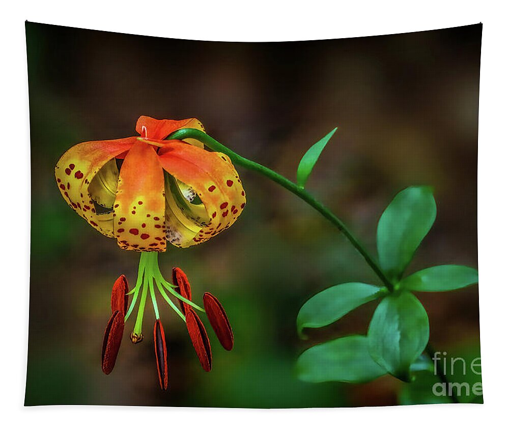 Lily Tapestry featuring the photograph Turks Cap Lily by Shelia Hunt