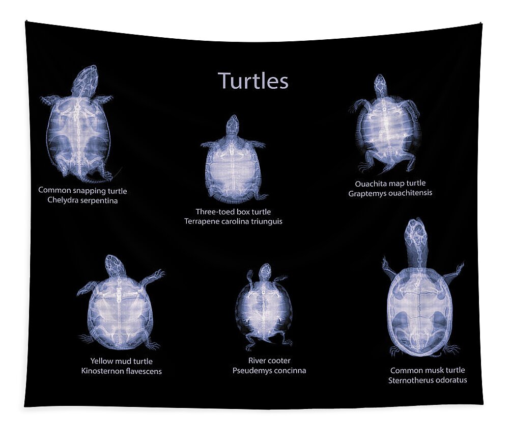 Reptile Tapestry featuring the photograph Turtles -01 by Rob Graham