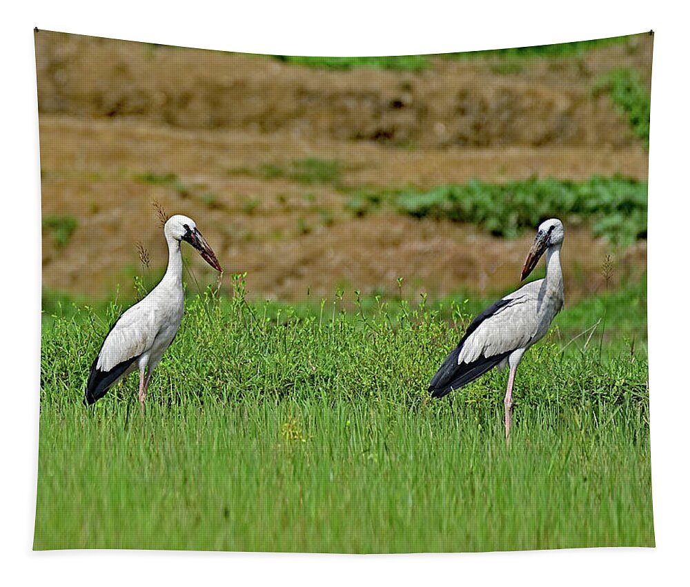 Asian Openbill Stork Tapestry featuring the photograph Two Asian Openbill Stork - Anastomus oscitans by Amazing Action Photo Video