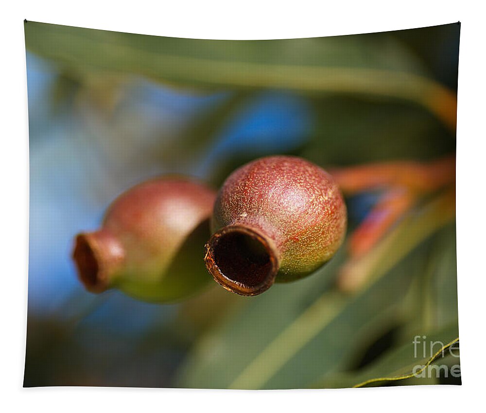 Corymbia Ficifolia Tapestry featuring the photograph Two Australian Gumnuts by Joy Watson