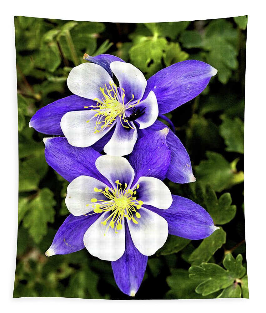Flowers Tapestry featuring the photograph Two Blue Columbines by Bob Falcone