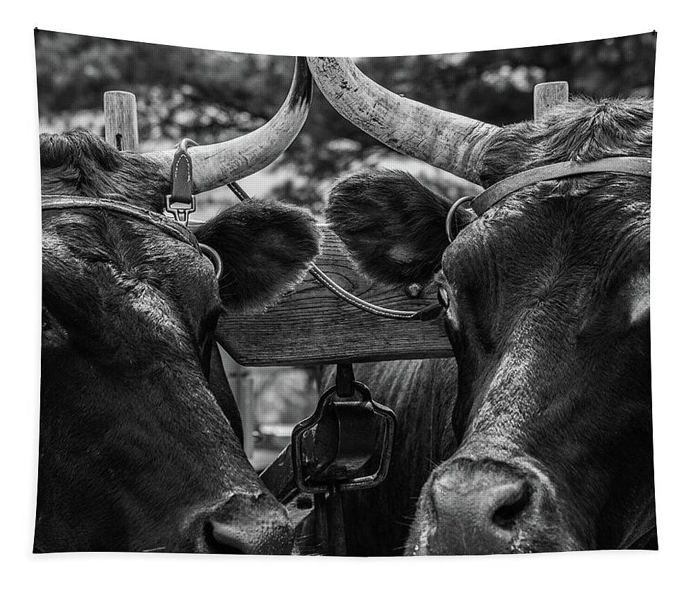 Museum Quality Tapestry featuring the photograph Two Bulls on parade by Bruce Davis