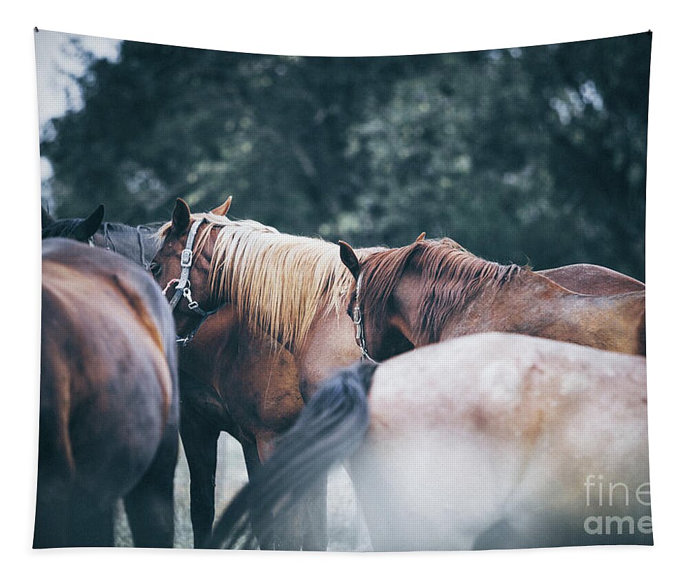 Horses Tapestry featuring the photograph Two calm horses by Dimitar Hristov