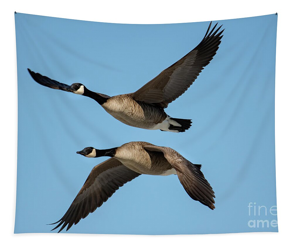 Canadian Geese Tapestry featuring the photograph Two Geese in Flight Next to Each Other by Sandra J's