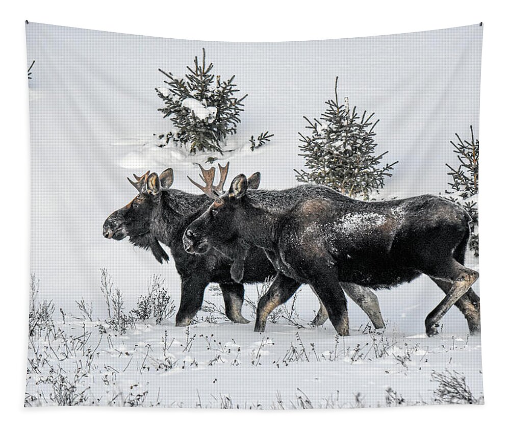Bull Moose Tapestry featuring the photograph Two Moose in the Snow by Stephen Johnson